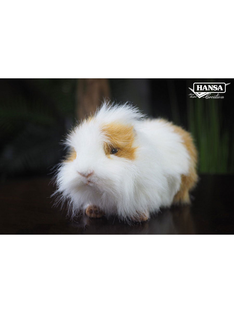 Hansa guinea sales pig