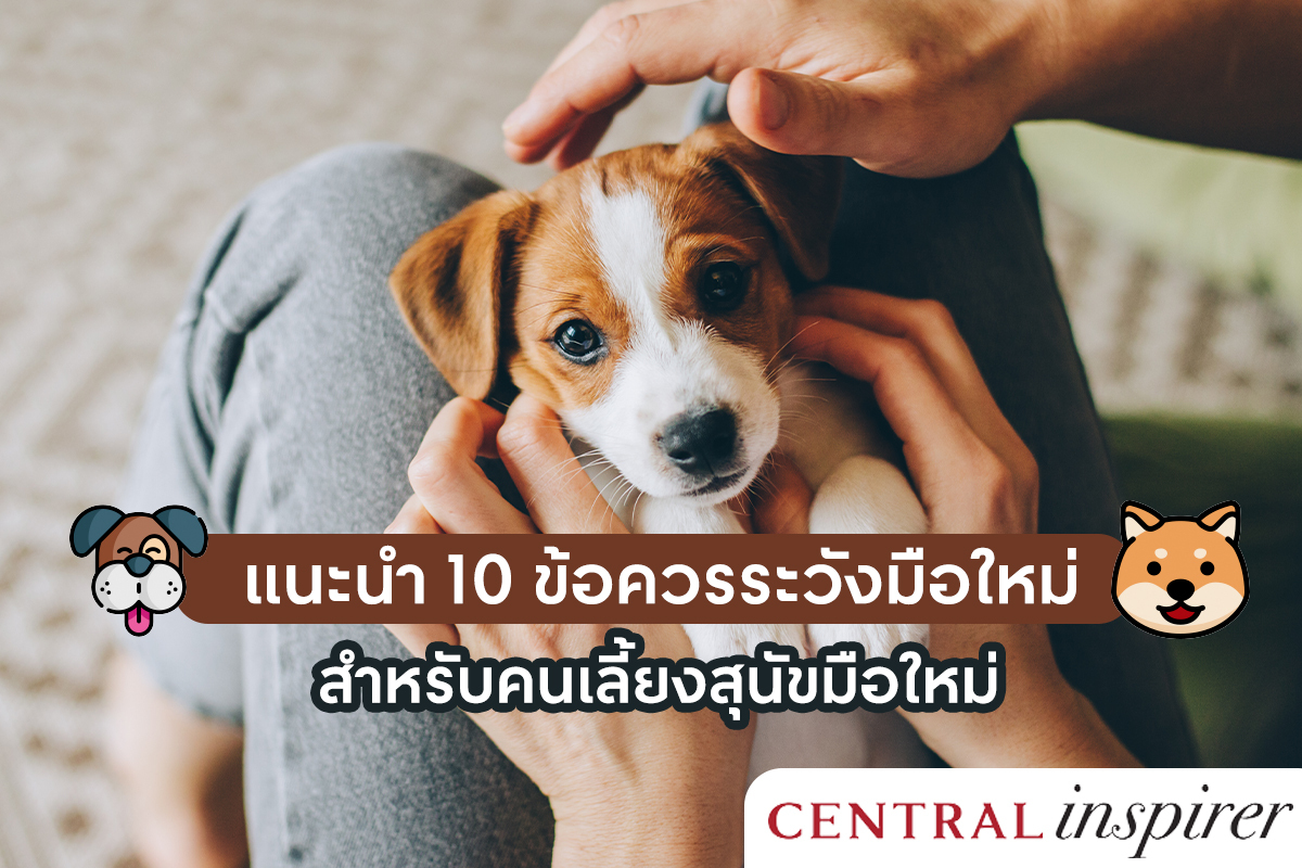 Central Inspirer แนะนำ 10 ข้อควรระวังสำหรับคนเลี้ยงสุนัขมือใหม่