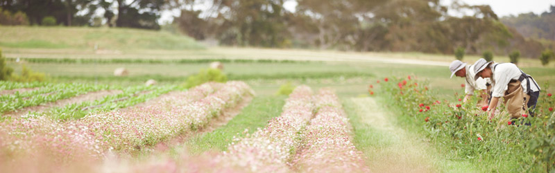 800_jurlique_farm_picking_flowers