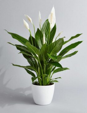 1 Peace Lily