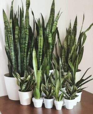 2 Snake Plant