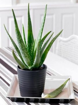 7 Aloe Vera