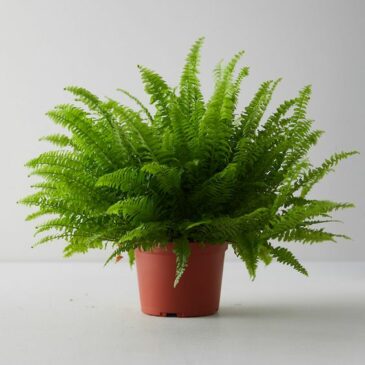 8 Boston Fern