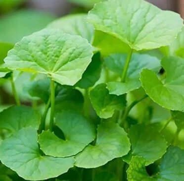 9 Centella Asiatica