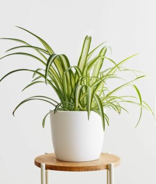 9 Spider Plant