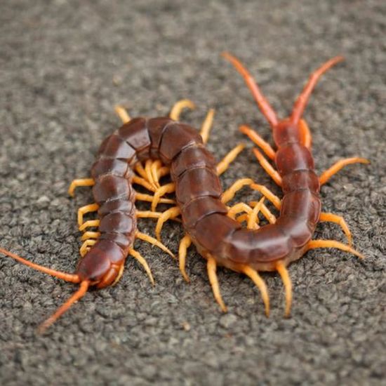 CENTIPEDE