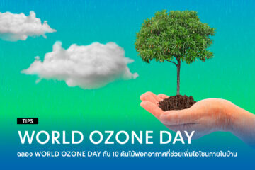 Celebrate-WORLD-OZONE-DAY-with-10-air-purifying-plants