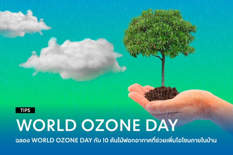 Celebrate-WORLD-OZONE-DAY-with-10-air-purifying-plants