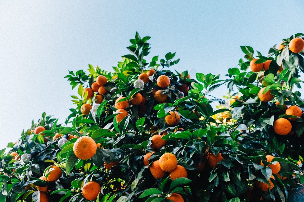 Lucky-Orange-Tree