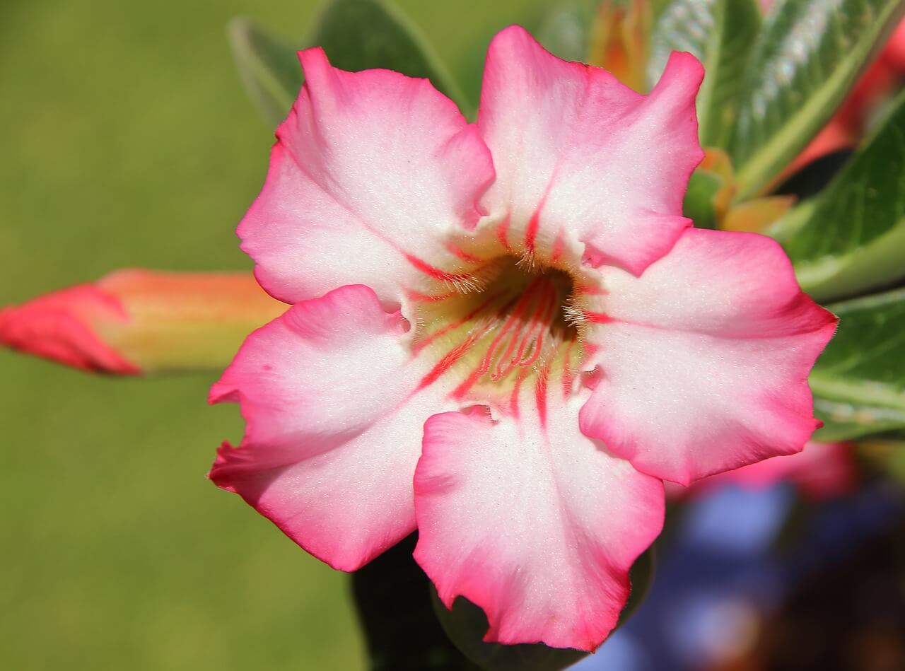 Lucky-Tree-Adenium