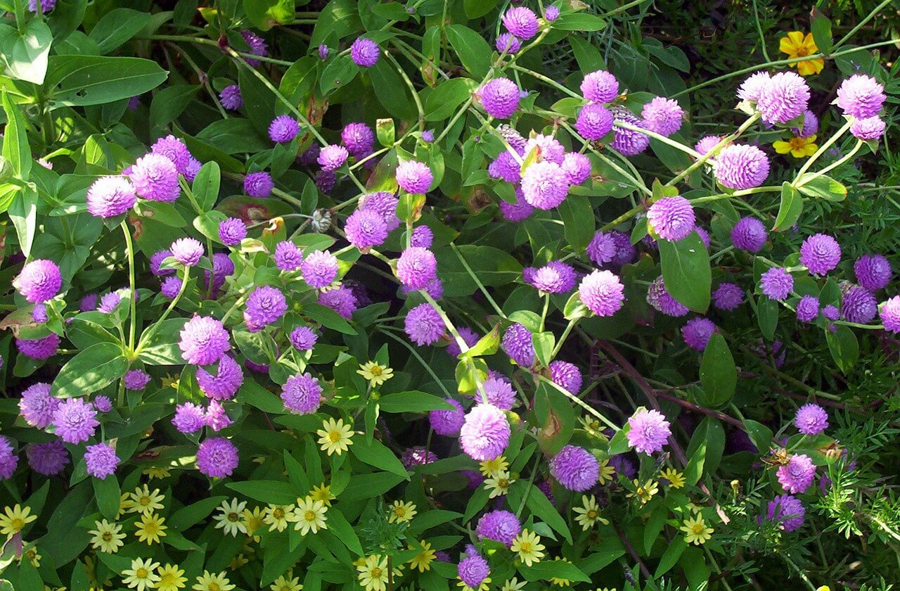 Lucky-Tree-Baby-Globe-Amaranth