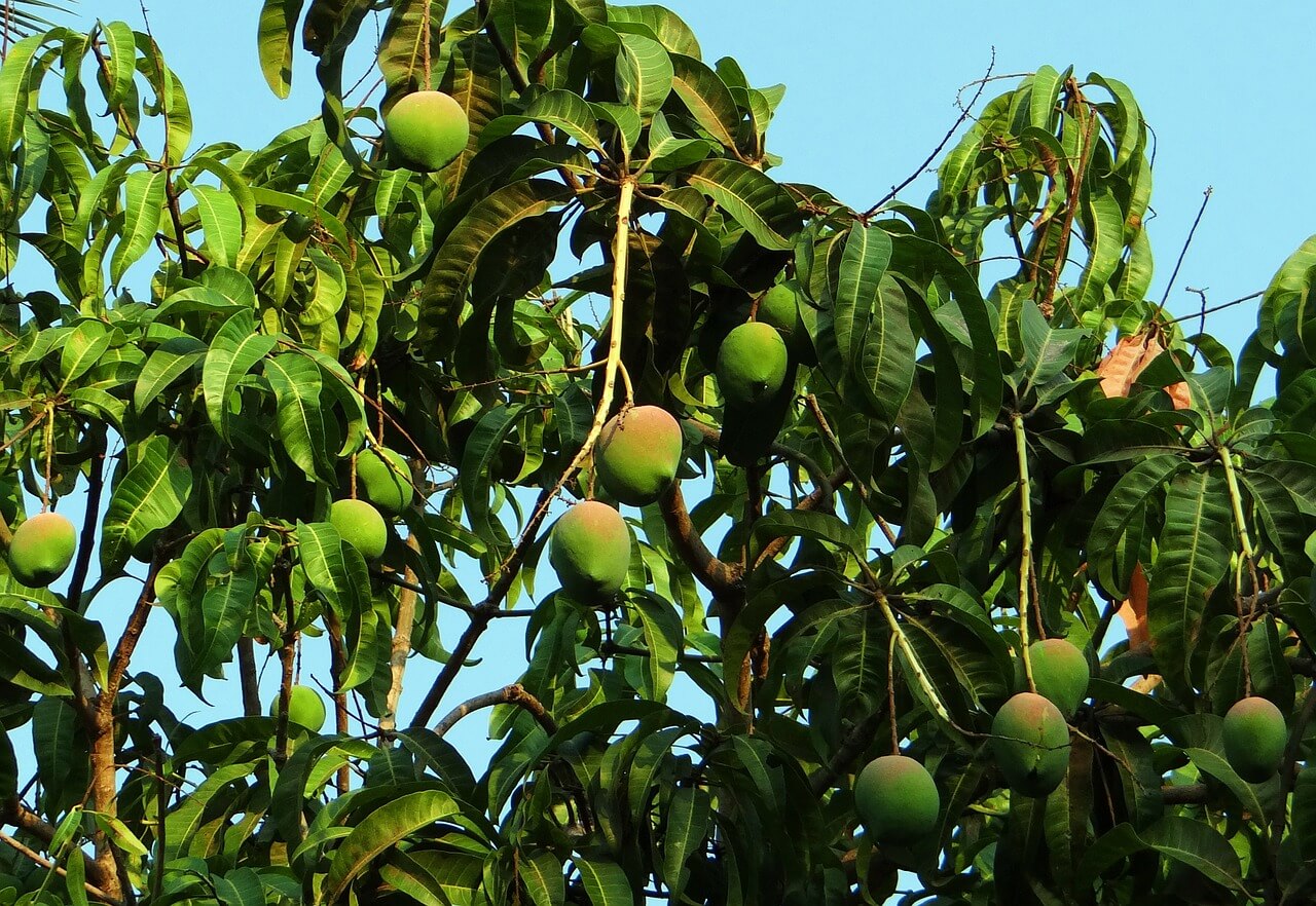 Lucky-Tree-Mangoes