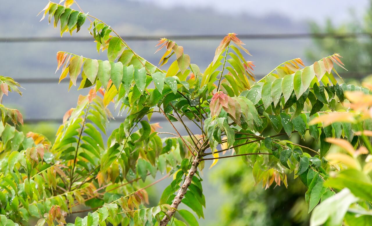 Lucky-Tree-star-gooseberry