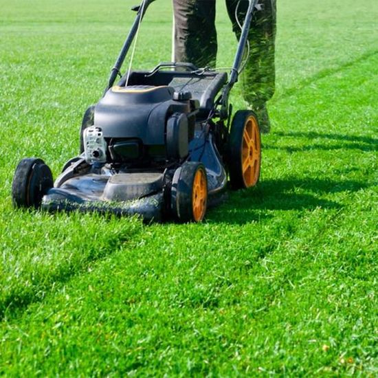 ROVE BEETLE 1 MOWING LAWN