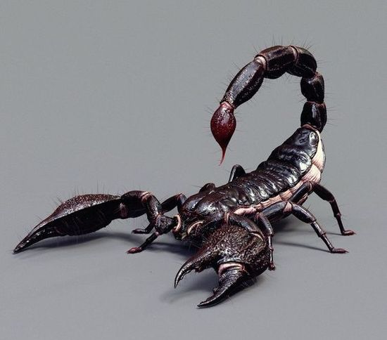 SCORPION