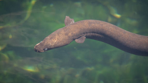 eel