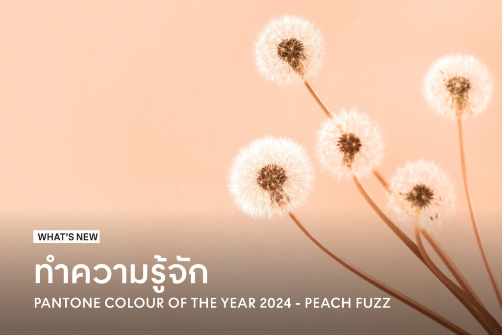 Pantone Color Of The Year 2024 Peach Fuzz   Fuzz Peach Pantone Of The Year 2024 1024x683 